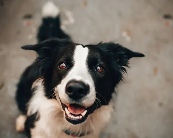 Uśmiechnięty border collie, który z radością czeka na posiłek oparty na diecie BARF.