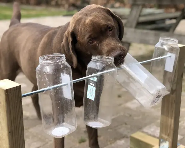 Czekoladowy labrador próbuje wyciągnąć smakołyk z plastikowej butelki, pokazując, jak bawić się z psem.