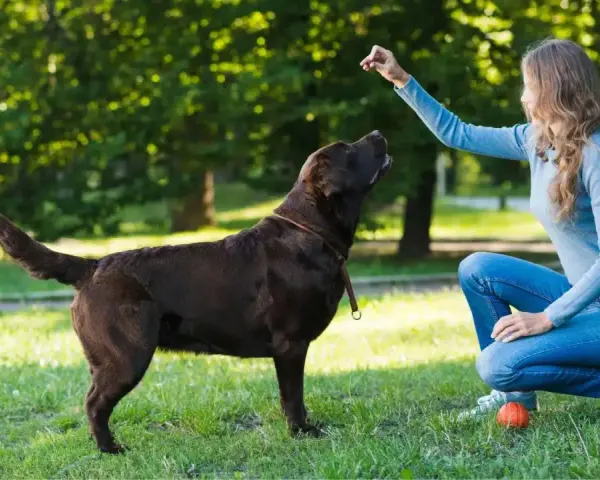 Kobieta uczy psa komend w parku. Pies patrzy na nią z uwagą, czekając na nagrodę.