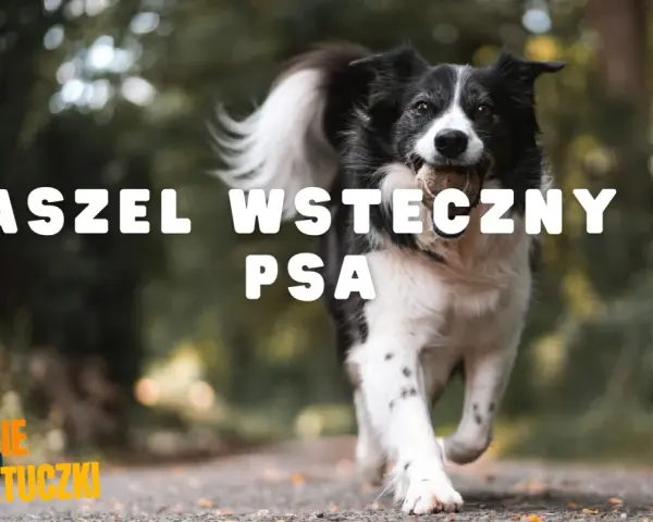 Błyskawiczny border collie z piłeczką w pysku, biegnący przez park. Temat: kaszel wsteczny u psa.