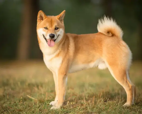 Uśmiechnięty shiba inu na trawie. Czy warto mieć takiego psa? Z pewnością tak, jeśli szukasz wiernego towarzysza.