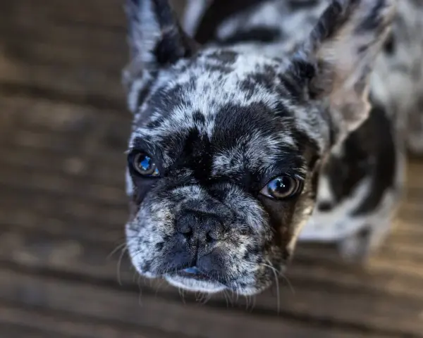 Urocze buldogi do adopcji czekają na nowy dom. Ten piesek ma piękne, łaciate futerko i błyszczące oczy.
