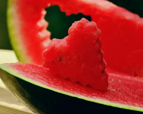Kawałek arbuza, jakby ugryziony przez psa. Czy pies może arbuza? Tak, w małych ilościach.