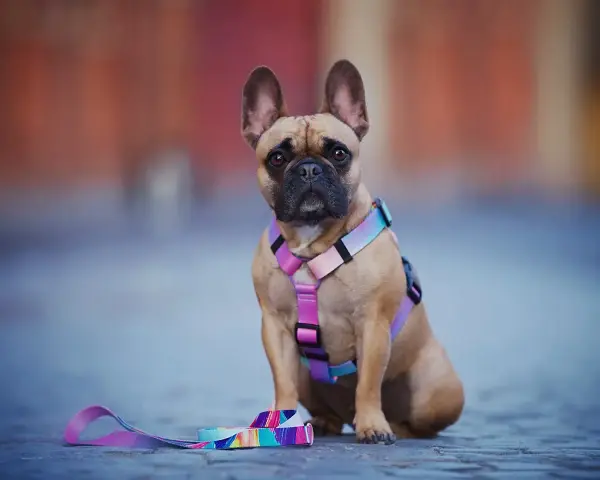 Uroczy buldog francuski w kolorowej obroży i smyczy, gotowy na spacer.