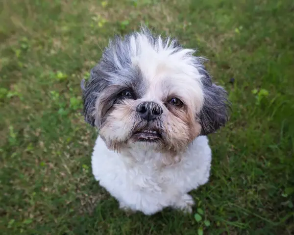 Uroczy shih tzu czeka na adopcję. Ten piesek z pewnością wniesie radość do Twojego domu.