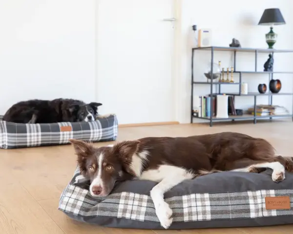 Dwa border collie odpoczywają na wygodnych legowiskach. Jedno leży na szarym legowisku w kratę, drugie na kratowanym legowisku w tle.