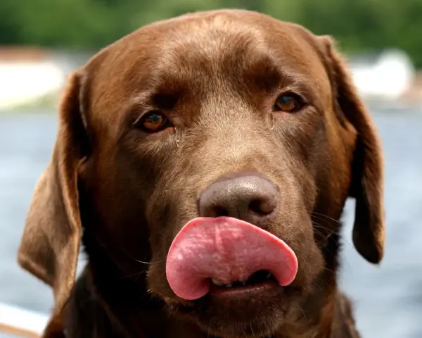 Czekoladowy labrador oblizuje pyszczek, jego język jest różowy i wilgotny. Słychać ciche piszczenie psa, gdy czeka na smakołyk.