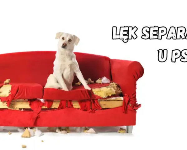 Biały pies siedzi na zniszczonej czerwonej kanapie. To obrazek ilustrujący lęk separacyjny u psa, który może prowadzić do destrukcyjnych zachowań, gdy zwierzę zostaje samo.