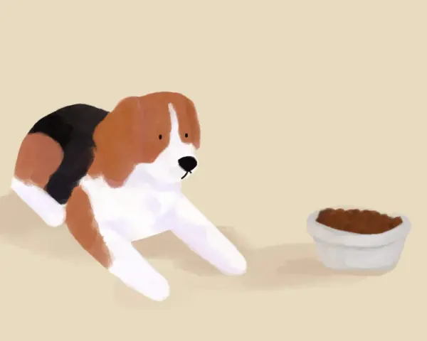 Piesek beagle leży obok miski z karmą, ale wyraźnie widać, że pies nie chce jeść suchej karmy.