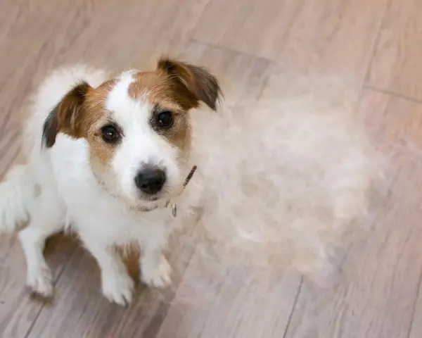 Jack Russell terrier siedzi na drewnianej podłodze, wokół niego widać sporo sierści – to znak, że trwa intensywne linienie psa.