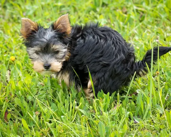 Mały, kudłaty piesek Yorkshire Terrier w trawie robi kupę.