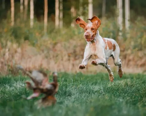 Bracco italiano w skoku, goniąc ptaka na tle leśnej polany.