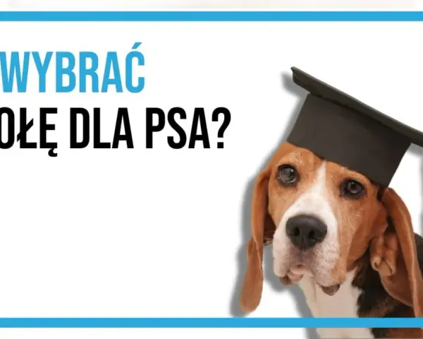Beagle w czapce absolwenta pyta: "Jak wybrać szkołę dla psa?". Mądry piesek czeka na odpowiedzi.