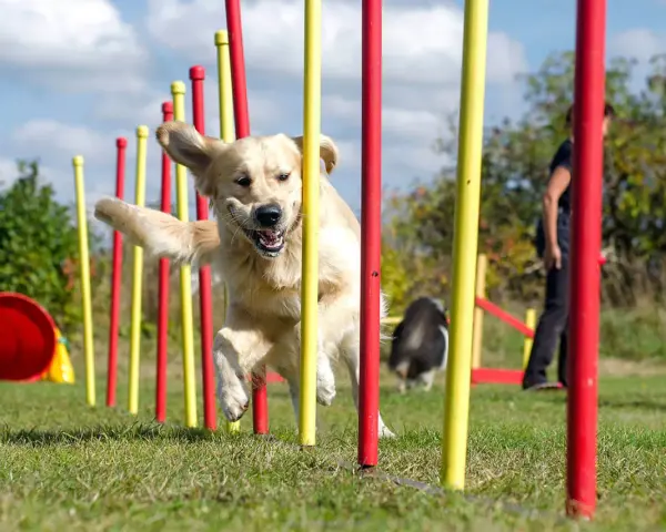 Złoty retriever z radością pokonuje tor przeszkód, demonstrując swoje umiejętności w psich sportach.