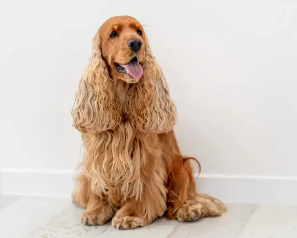 Uroczy cocker spaniel o złotym futrze siedzi na jasnej podłodze, z językiem na wierzchu, wyglądając na zadowolonego.