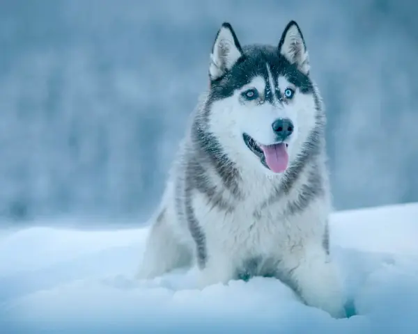 Piękny husky syberyjski z niebieskimi oczami siedzi w śniegu, dysząc z językiem na zewnątrz.