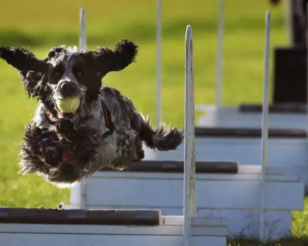 Szkolenie border collie: pies skacze przez przeszkody z piłką w pysku, uszy rozwiane na wietrze.