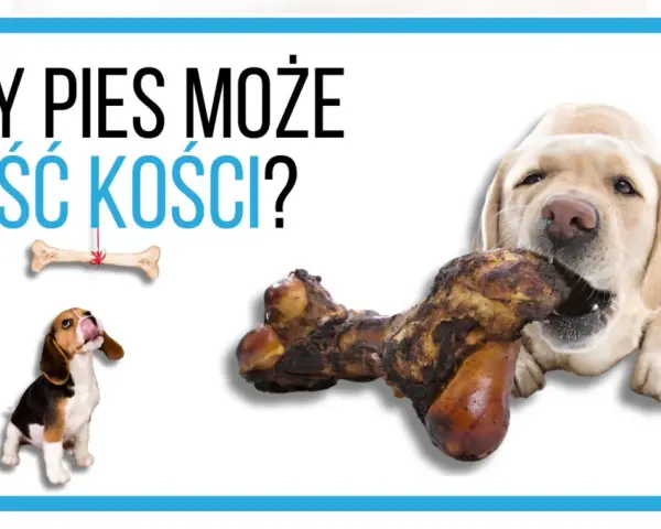 Labrador gryzie kość, a beagle patrzy na wiszącą kość. Czy pies może jeść kości?