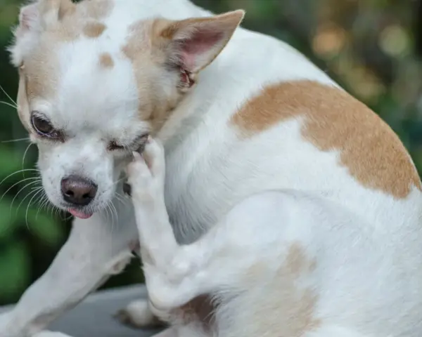 Chihuahua z ektropium u psa, która drapie się łapą po oku.