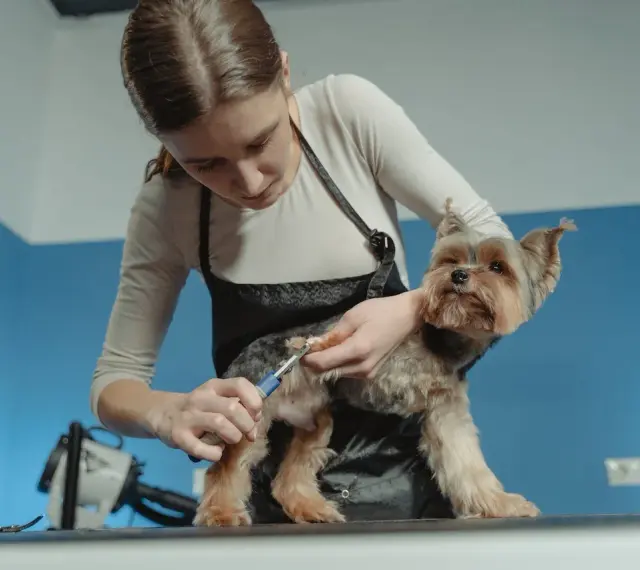 Stylistka przycina pazury u psa rasy Yorkshire Terrier. Dbałość o każdy szczegół, by pies czuł się komfortowo.