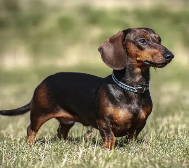 Jamnik z labradorem, pies rasy jamnik, stoi na trawie, z uszami opuszczonymi i wpatrzony w dal.