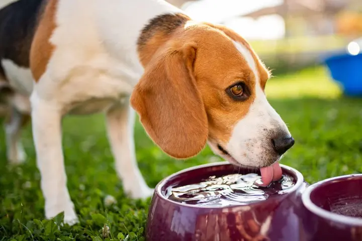 Beagle pije wodę z miski w upalne dni, by ugasić pragnienie.