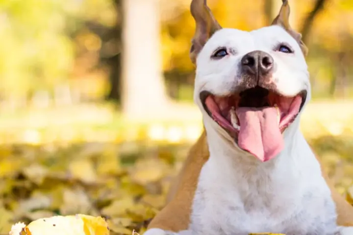 Uśmiechnięty pies rasy pitbull leży wśród jesiennych liści, ciesząc się ciepłym słońcem.