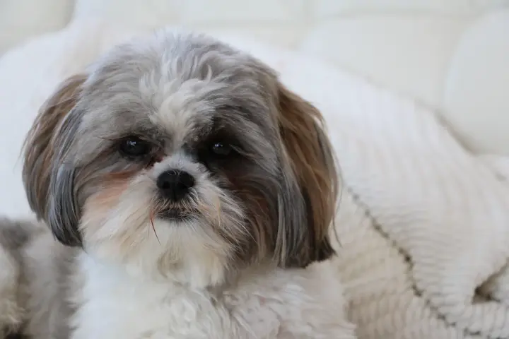 Uroczy piesek rasy shih tzu, którego historia sięga starożytnych Chin, z puszystą sierścią i łagodnym spojrzeniem.