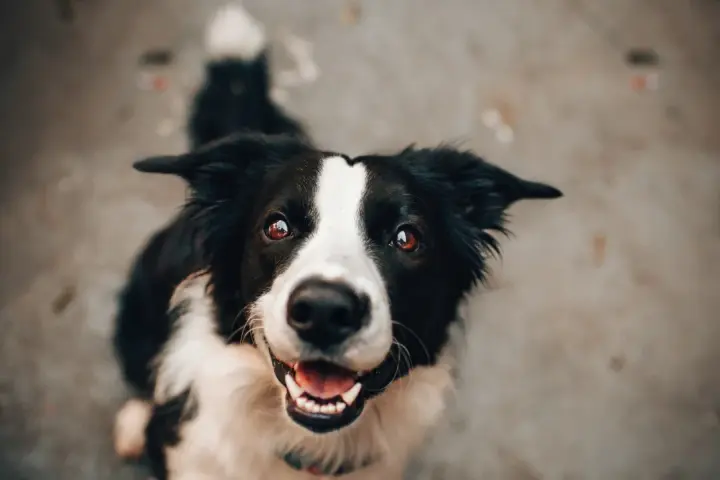 Uśmiechnięty border collie, który z radością czeka na posiłek oparty na diecie BARF.