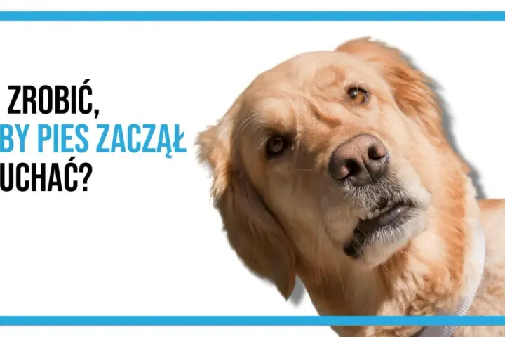 Złoty retriever z zaciekawieniem spogląda na widza, jakby zastanawiał się, co zrobić, żeby pies zaczął słuchać, zamiast uciekać.
