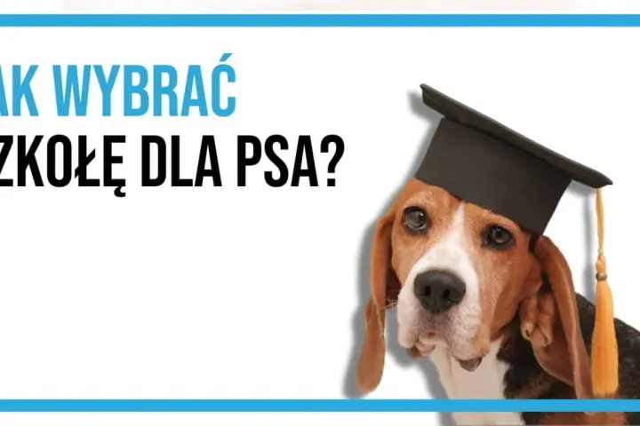 Beagle w czapce absolwenta pyta: "Jak wybrać szkołę dla psa?". Mądry piesek czeka na odpowiedzi.