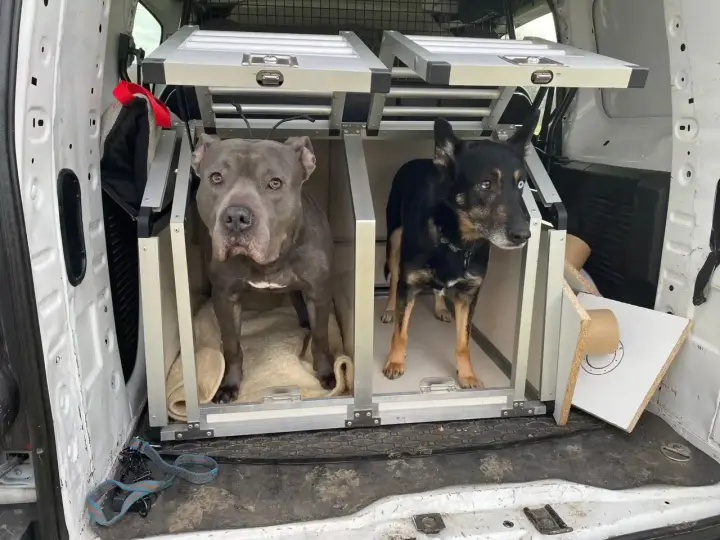 Dwa psy, jeden szary pitbull i jeden czarny kundelek z niebieskim okiem, czekają w transporterach w bagażniku samochodu na podróż do Czech.