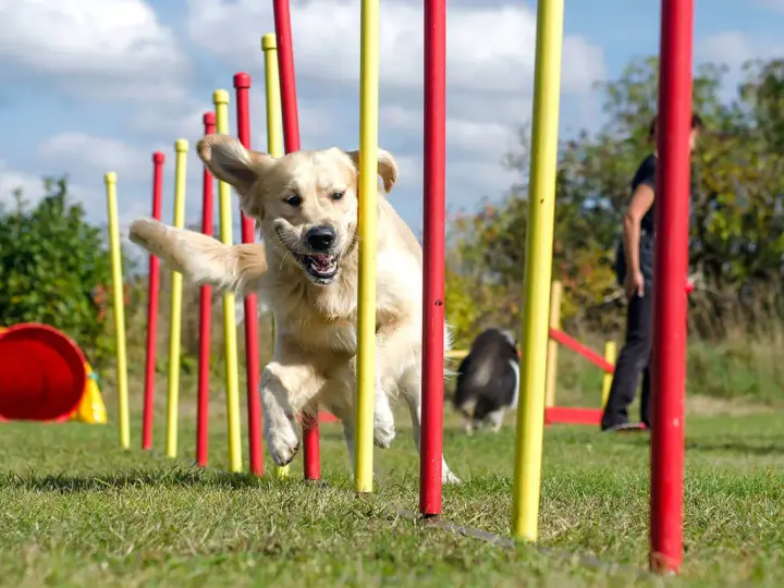 Złoty retriever z radością pokonuje tor przeszkód, demonstrując swoje umiejętności w psich sportach.