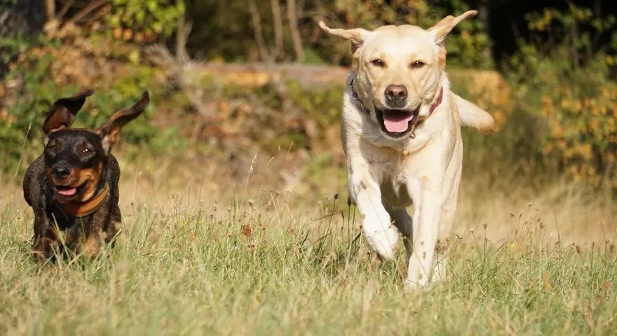 Jamnik i labrador biegną przez łąkę, ciesząc się słońcem.