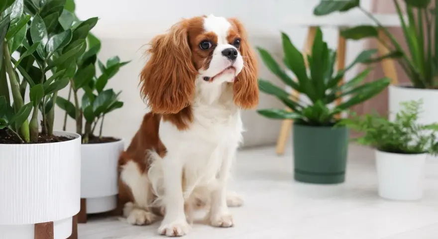 Uroczy piesek Cavalier King Charles Spaniel siedzi wśród roślin doniczkowych. Czy fikus jest trujący dla psa? Ta roślina jest bezpieczna.