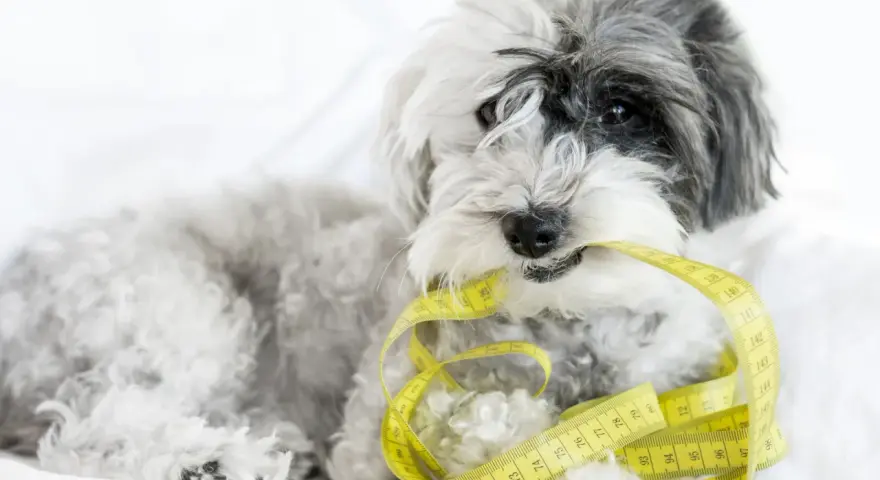 Puszysty piesek trzyma w pysku miarkę krawiecką, jakby szukał idealnej tabeli żywienia shih tzu.