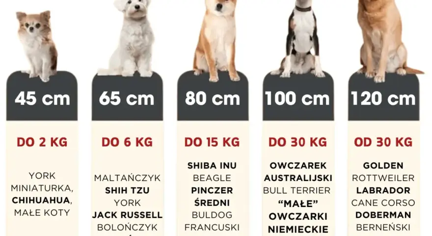 Idealne legowisko dla labradora i innych dużych psów. Tabela rozmiarów od 45 do 120 cm.