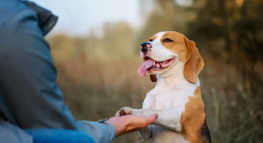 Szczęśliwy beagle podaje łapę, ucząc się komendy "daj głos". Trening z psem na świeżym powietrzu.