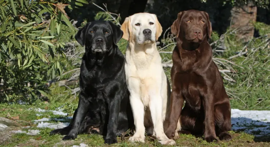Trzy labradory: czarny, biszkoptowy i czekoladowy, siedzą obok siebie. Marzą o domu, ich labrador adopcja to szansa na szczęśliwe życie.