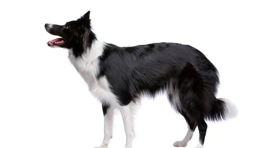 Czarny pies pasterski, border collie, z białymi znaczeniami, stoi na białym tle, gotowy do akcji.