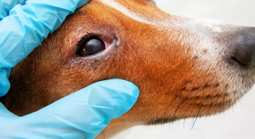 Wet, inflamed eye area on a dog, indicating potential jaskra u psa objawy. Wet, inflamed eye area on a dog, indicating potential jaskra u psa objawy.