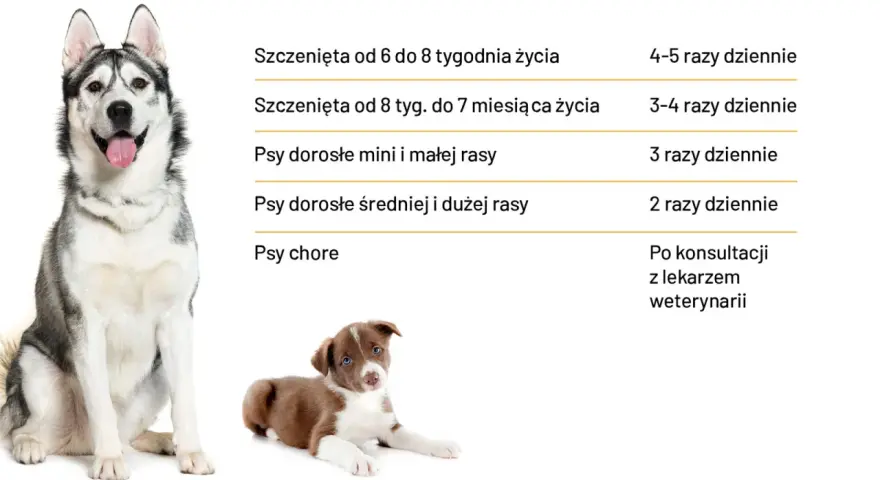 Ile karmy dla psa? Tabela podpowiada, jak karmić szczenięta i dorosłe psy różnych ras, a także chore.