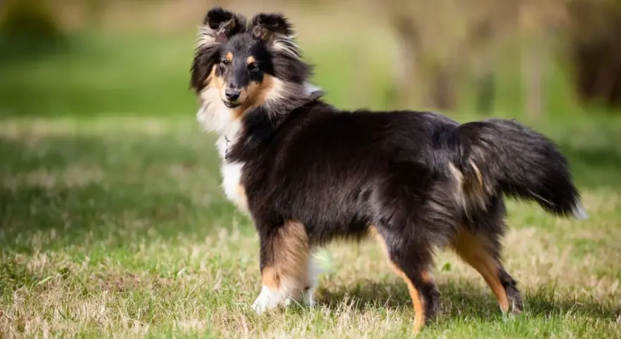 Shetland sheepdog na trawie, gotowy do nauki sztuczek, jak nauczyć psa obrót.