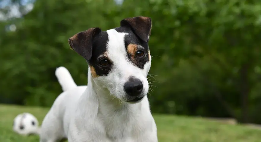 Uroczy jack russell terrier tricolor z zaciekawieniem spogląda w obiektyw, podczas gdy w tle czeka piłka do zabawy.