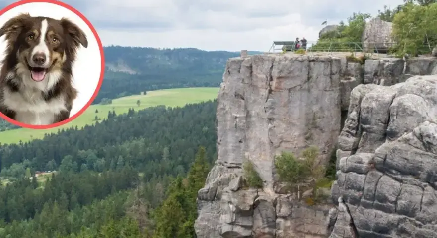 Radosny piesek w okręgu na tle malowniczych gór stołowych. Widok zapiera dech w piersiach, a piesek wygląda, jakby chciał dołączyć do spacerowiczów na szczycie.