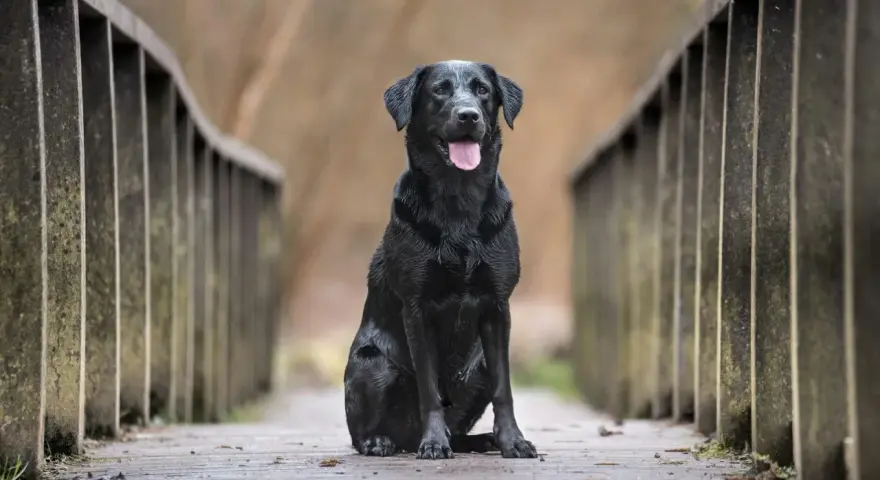 Czarny labrador siedzi na drewnianym moście. Zastanawiasz się, ile żyją labradory? Ten pies wygląda na zdrowego i szczęśliwego.