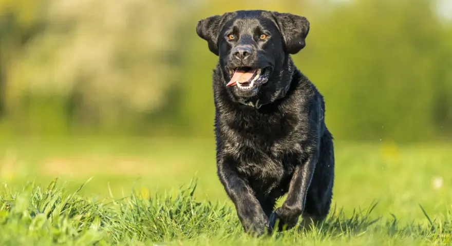Radosny czarny labrador, suka, biegnie przez zieloną trawę, z językiem na wierzchu, w słoneczny dzień.
