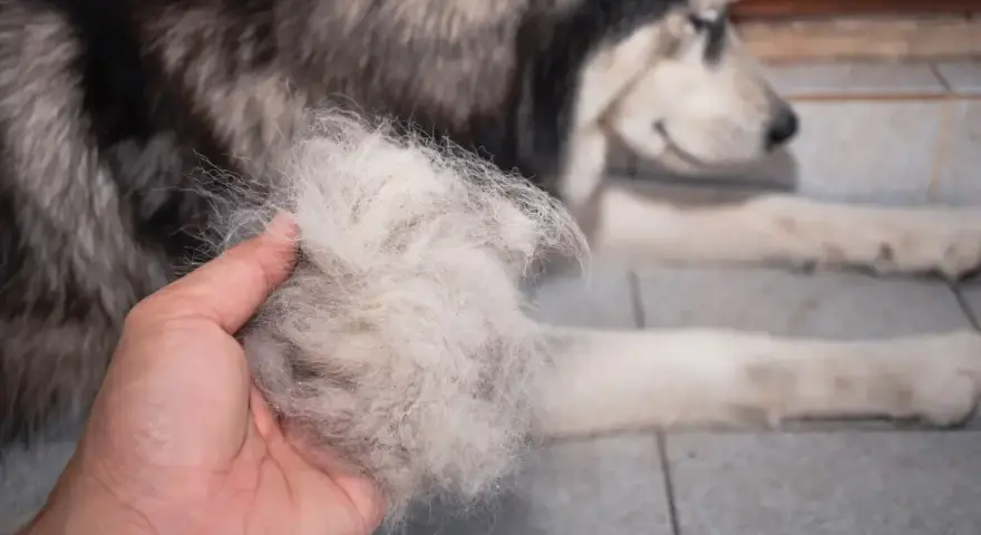 Ręka trzyma kłębek sierści, który wypadł z husky. Pies leży obok, przygotowany do czesania.