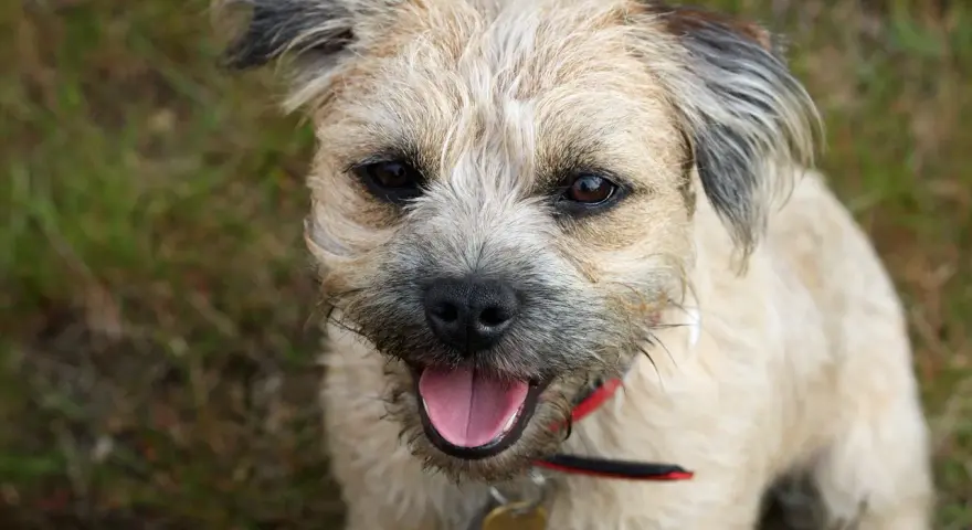 Uśmiechnięty border terrier z językiem na wierzchu, wesoło patrzy w obiektyw.