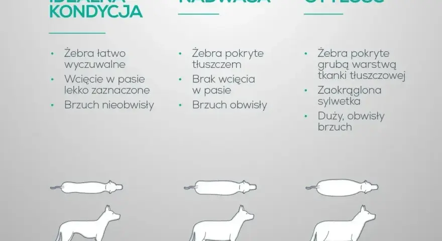 Otyły pies ma żebra pokryte grubą warstwą tłuszczu, zaokrągloną sylwetkę i duży, obwisły brzuch.